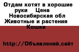 Отдам котят в хорошие руки. › Цена ­ 1 - Новосибирская обл. Животные и растения » Кошки   